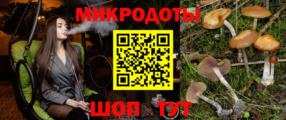 Псилоцибиновые грибы Psilocybe Нерюнгри